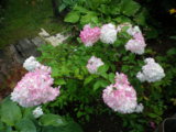 IMGP8939.JPG