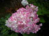 IMGP8940.JPG