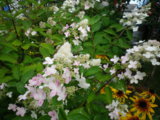 IMGP8937.JPG