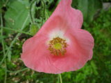 IMGP8935.JPG