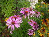 IMGP8936.JPG