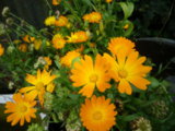 IMGP8959.JPG