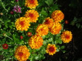 IMGP8986.JPG