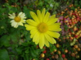 IMGP9026.JPG
