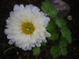 IMGP9044.JPG