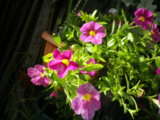 IMGP9006.JPG