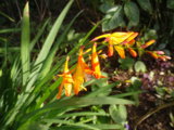 IMGP8993.JPG