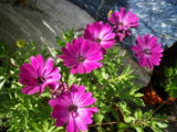 IMGP8994.JPG