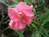 IMGP9014.JPG
