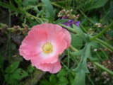 IMGP9016.JPG
