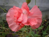 IMGP9017.JPG