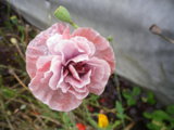 IMGP9022.JPG