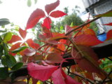 IMGP9034.JPG