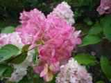 IMGP9031.JPG