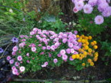 IMGP9268.JPG
