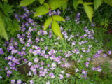 IMGP0112.JPG