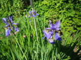 IMGP0312.JPG