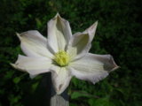 IMGP0327.JPG