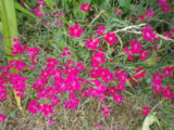 IMGP0472.JPG