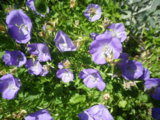 IMGP0501.JPG