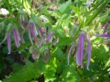IMGP0525.JPG