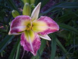 IMGP0771.JPG