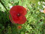 IMGP0817.JPG