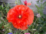 IMGP0837.JPG