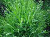 IMGP2468.JPG