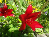 IMGP2834.JPG