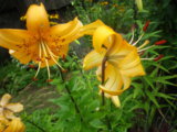 IMGP3117.JPG