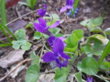IMGP3941.JPG