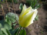 IMGP3984.JPG