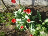 IMGP3963.JPG