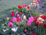 IMGP4044.JPG