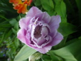 IMGP4057.JPG