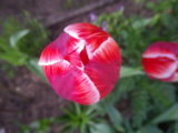 IMGP4068.JPG