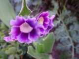 IMGP4069.JPG