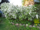IMGP4071.JPG