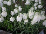 IMGP4075.JPG