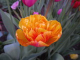 IMGP4099.JPG