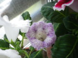 IMGP4103.JPG