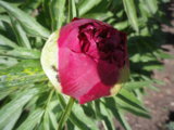 IMGP4114.JPG