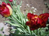 IMGP4118.JPG