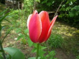 IMGP4146.JPG