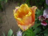 IMGP4162.JPG