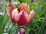IMGP4166.JPG