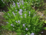 IMGP4543.JPG
