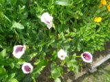 IMGP4588.JPG