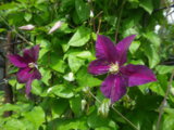 IMGP4591.JPG